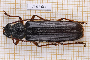  ( - JT-GF-614)  @11 [ ] CC-By (2025) Julien Touroult MNHN