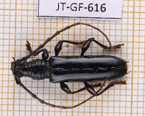  (Coleoxestia sylvainae - JT-GF-616)  @11 [ ] CC-By (2025) Julien Touroult MNHN