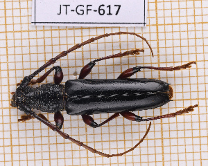  ( - JT-GF-617)  @11 [ ] CC-By (2025) Julien Touroult MNHN