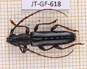  ( - JT-GF-618)  @11 [ ] CC-By (2025) Julien Touroult MNHN