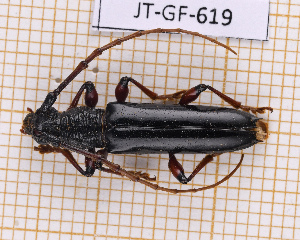  ( - JT-GF-619)  @11 [ ] CC-By (2025) Julien Touroult MNHN