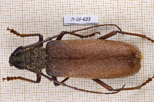  ( - JT-GF-622)  @11 [ ] CC-By (2025) Julien Touroult MNHN