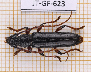  ( - JT-GF-623)  @11 [ ] CC-By (2025) Julien Touroult MNHN