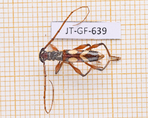  ( - JT-GF-639)  @11 [ ] CC-By (2025) Julien Touroult MNHN