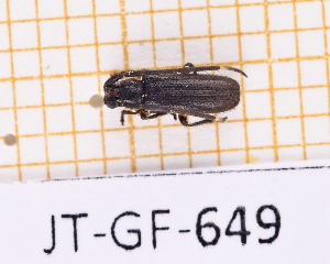  (Amucallia - JT-GF-649)  @11 [ ] CC-By (2025) Julien Touroult MNHN