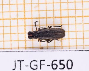  ( - JT-GF-650)  @11 [ ] CC-By (2025) Julien Touroult MNHN