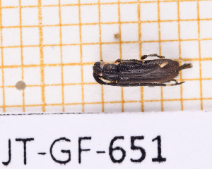  ( - JT-GF-651)  @11 [ ] CC-By (2025) Julien Touroult MNHN