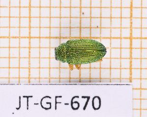  (Colaspis occidentalis - JT-GF-670)  @11 [ ] CC-By (2025) Julien Touroult MNHN