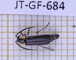  (Pygodiscodon - JT-GF-684)  @11 [ ] CC-By (2025) Julien Touroult MNHN