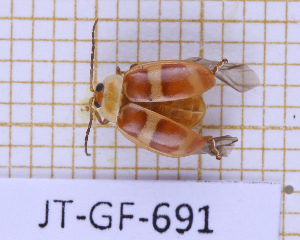  (Asphaera discicollis - JT-GF-691)  @11 [ ] CC-By (2025) Julien Touroult MNHN