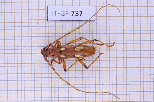  (Eburodacrys granipennis - JT-GF-737)  @11 [ ] CC-By (2025) Julien Touroult MNHN