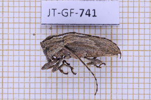  (Hesychotypa liturata - JT-GF-741)  @11 [ ] CC-By (2025) Julien Touroult MNHN