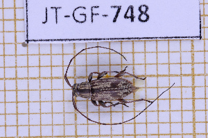  (Atrypanius infimus - JT-GF-748)  @11 [ ] CC-By (2025) Julien Touroult MNHN