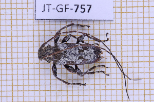  (Oreodera boliviana - JT-GF-757)  @11 [ ] CC-By (2025) Julien Touroult MNHN
