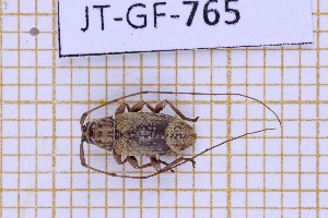  ( - JT-GF-765)  @11 [ ] CC-By (2025) Julien Touroult MNHN