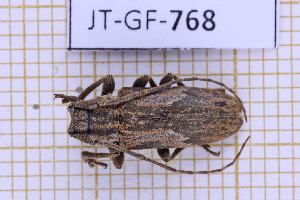  ( - JT-GF-768)  @11 [ ] CC-By (2025) Julien Touroult MNHN