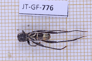  (Neoclytus pusillus - JT-GF-776)  @11 [ ] CC-By (2025) Julien Touroult MNHN