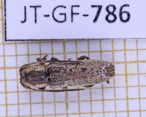  (Adetus trinidadensis - JT-GF-786)  @11 [ ] CC-By (2025) Julien Touroult MNHN