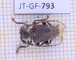  ( - JT-GF-793)  @11 [ ] CC-By (2025) Julien Touroult MNHN