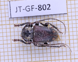  ( - JT-GF-802)  @11 [ ] CC-By (2025) Julien Touroult MNHN