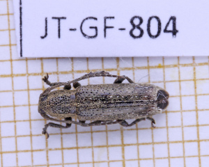  (Adetus pinima - JT-GF-804)  @11 [ ] CC-By (2025) Julien Touroult MNHN