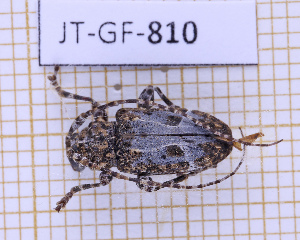  (Exalphus biannulatus - JT-GF-810)  @11 [ ] CC-By (2025) Julien Touroult MNHN