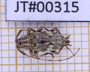  ( - JT#00315)  @11 [ ] CC-By (2025) Julien Touroult MNHN