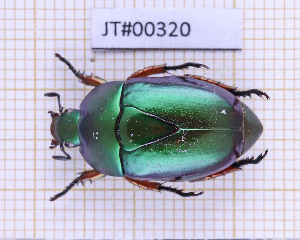  (Macraspis pseudochrysis - JT#00320)  @11 [ ] CC-By (2025) Julien Touroult MNHN