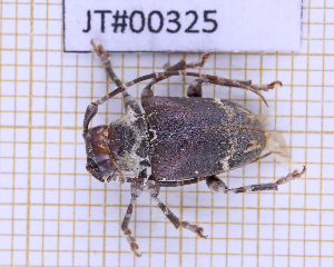  ( - JT#00325)  @11 [ ] CC-By (2025) Julien Touroult MNHN