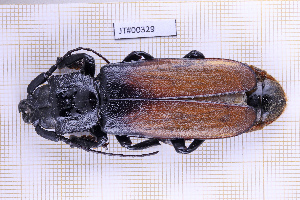  (Basitoxus - JT#00329)  @11 [ ] CC-By (2025) Julien Touroult MNHN