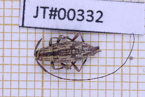  ( - JT#00332)  @11 [ ] CC-By (2025) Julien Touroult MNHN