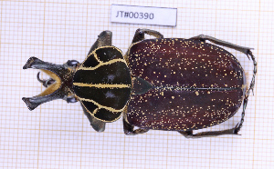  (Inca clathratus - JT#00390)  @11 [ ] CC-By (2025) Julien Touroult MNHN