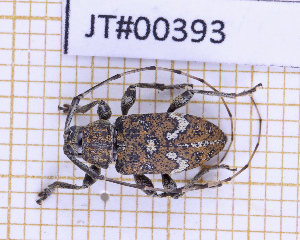  ( - JT#00393)  @11 [ ] CC-By (2025) Julien Touroult MNHN