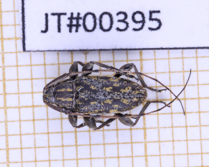  (Atrypanius cinerascens - JT#00395)  @11 [ ] CC-By (2025) Julien Touroult MNHN