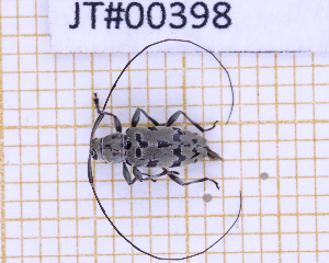  ( - JT#00398)  @11 [ ] CC-By (2025) Julien Touroult MNHN