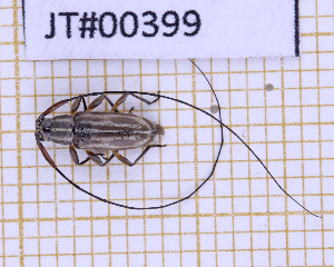  ( - JT#00399)  @11 [ ] CC-By (2025) Julien Touroult MNHN