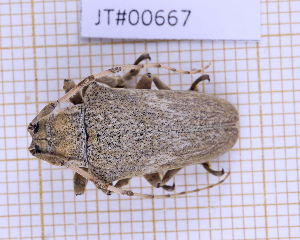  ( - JT#00667)  @11 [ ] CC-By (2025) Julien Touroult MNHN