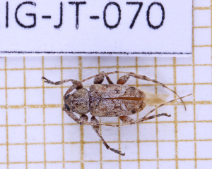  ( - LPRIG-JT-070)  @11 [ ] CC-By (2025) Julien Touroult MNHN