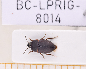  (Gondwanocrypticus filicornis - BC-LPRIG-8014)  @11 [ ] CC-By (2025) Julien Touroult MNHN