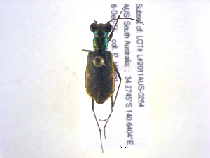  ( - BIOUG02565-F09)  @12 [ ] CreativeCommons - Attribution (2013) CBG Photography Group Centre for Biodiversity Genomics