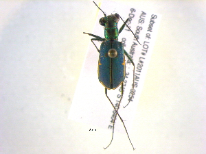  ( - BIOUG02565-F12)  @13 [ ] CreativeCommons - Attribution (2013) CBG Photography Group Centre for Biodiversity Genomics