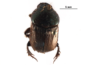  ( - BIOUG02569-E12)  @12 [ ] CreativeCommons - Attribution (2017) CBG Photography Group Centre for Biodiversity Genomics