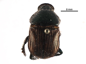  ( - BIOUG02569-G02)  @12 [ ] CreativeCommons - Attribution (2017) CBG Photography Group Centre for Biodiversity Genomics