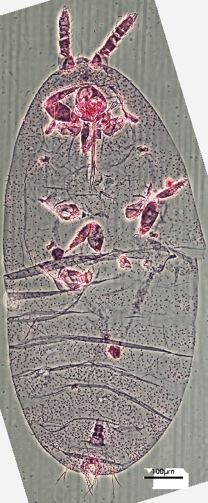  ( - ZSM_AC3)  @11 [ ] CreativeCommons - Attribution Share-Alike (2025) Alejandro Caballero Staatliche Naturwissenschaftliche Sammlungen Bayerns