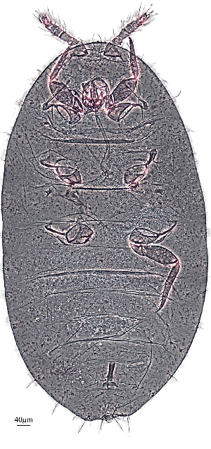  ( - ZSM_AC5)  @11 [ ] CreativeCommons - Attribution Share-Alike (2025) Alejandro Caballero Staatliche Naturwissenschaftliche Sammlungen Bayerns