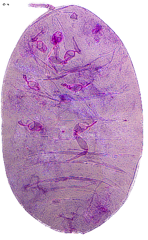  ( - ZSM_AC24)  @11 [ ] CreativeCommons - Attribution Share-Alike (2025) Alejandro Caballero Staatliche Naturwissenschaftliche Sammlungen Bayerns