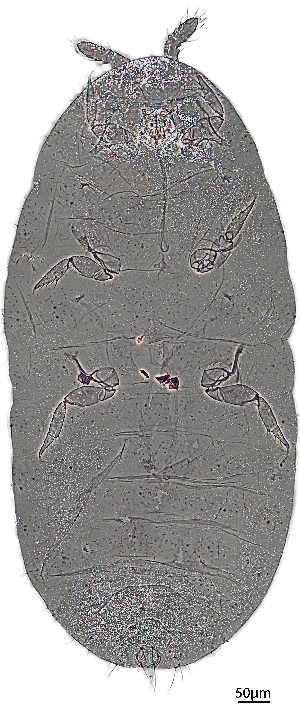  (Rhizoecus simplex - ZSM_AC16)  @11 [ ] CreativeCommons - Attribution Share-Alike (2025) Alejandro Caballero Staatliche Naturwissenschaftliche Sammlungen Bayerns