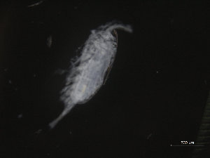  ( - COPCLAD231)  @11 [ ] CreativeCommons - Attribution Non-Commercial Share-Alike (2016) IMR Institute of Marine research