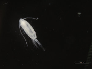  ( - COPCLAD261)  @11 [ ] CreativeCommons - Attribution Non-Commercial Share-Alike (2016) IMR Institute of Marine research
