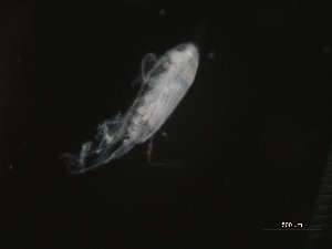  ( - COPCLAD262)  @11 [ ] CreativeCommons - Attribution Non-Commercial Share-Alike (2016) IMR Institute of Marine research